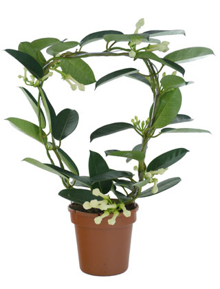 Jasmin de Madagascar - Pot D. 12 cm - Stephanotis floribunda - Plante d'int�rieur