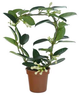 Jazmin de Madagascar - Stephanotis floribunda - planta de interior