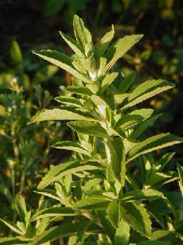 Stevia rebaudiana - Chanvre d'eau