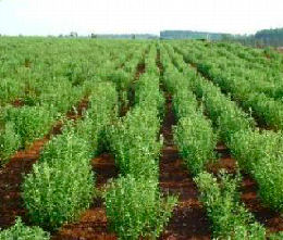 Stevia rebaudiana - Chanvre d'eau
