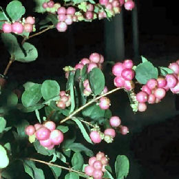 Bolita de nieve roja 'Hancock' - Symphoricarpos chenaultii 'Hancock'
