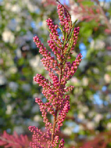 D�tails des fleurs du tamaris de printemps - Tamarix tetrandra