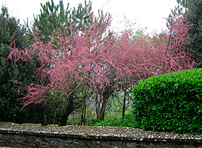 Tamaris de printemps 