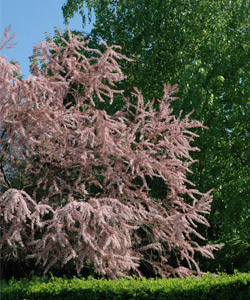Tamaris de Printemps - Tamarix tetrandra