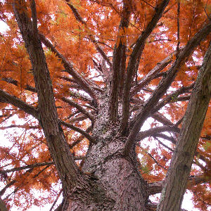 Bald Cypress - Swamp Cypress&nbsp;- Taxodium distichum