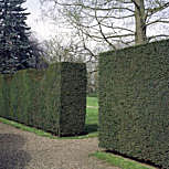 Teixo comum - Taxus baccata