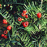 Teixo comum - Taxus baccata