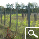 Bambou de Haie - Phyllostachys Aureosulcata F. Aureocaulis