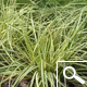 Carex 'evergold' - Carex oshimensis 'Evergold'