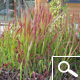 Gramínea Rubra do Japão - Imperata cylindrica 'Red Baron' Gramínea Rubra do Japão - Imperata cylindrica 'Red Baron'