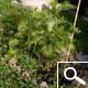 Wollemi Pine - Wollemia nobilis Jones