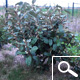 Elaeagnus ebbingei