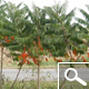 Staghorn Sumac - Rhus typhina
