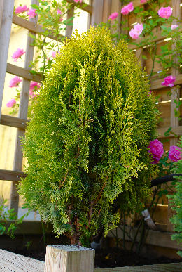 Thuya d'Orient 'Aurea Nana' 