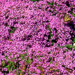 Tomilho serp�o - Thymus serpyllum