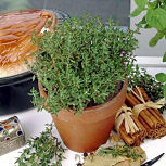 Le thym est une plante aromatique tr�s odorante - Thymus vulgaris