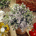 Le thym est � la fois beau et bon! - Thymus vulgaris