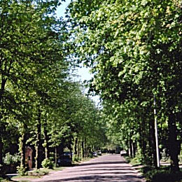 All�e de tilleuls � petites feuilles