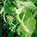 D�tail des fruits du tilleul � petites feuilles