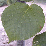 Feuille du tilleul � petites feuilles