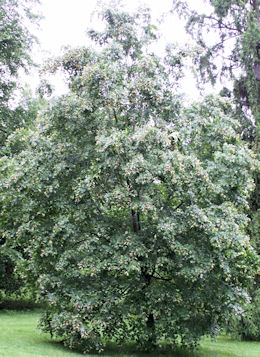 Tília da Mongólia - Tilia mongolica