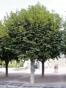 Large-Leaved Lime - Tilia platyphyllos