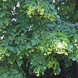 Large-Leaved Lime - Tilia platyphyllos