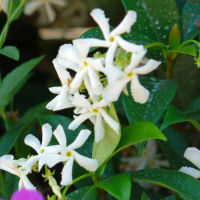 Jasmin �toil� ou faux jasmin - Trachelospermum jasmino�des - Fleurs