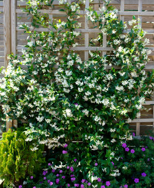 Jasmin �toil� ou faux jasmin - Trachelospermum jasmino�des