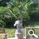 Palmeira de leque - Trachycarpus fortunei ou chamaerops fortunei