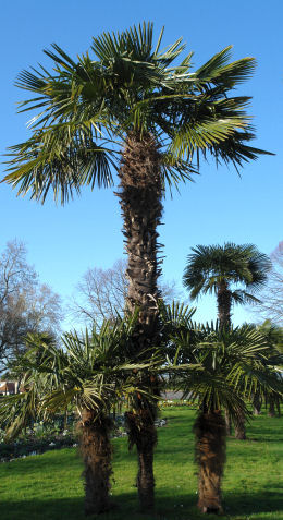 Palmeira de leque - Trachycarpus fortunei ou chamaerops fortunei