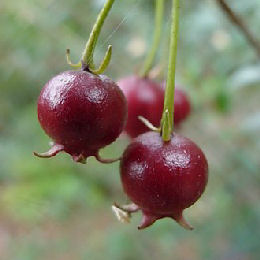 &nbsp;Chilean Guava - Ugni molinae - Myrtus ugni molinae