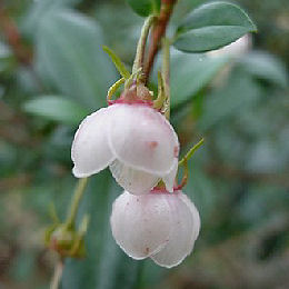&nbsp;Chilean Guava - Ugni molinae - Myrtus ugni molinae