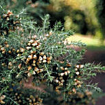 Common Gorse&nbsp;- Ulex europaeus 