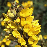 Common Gorse&nbsp;- Ulex europaeus 