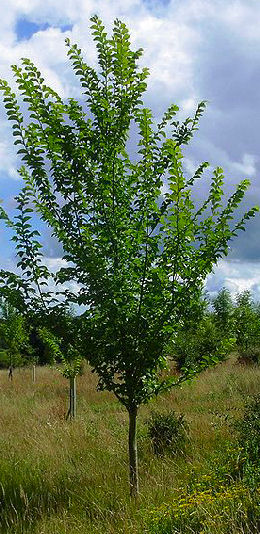 Plantation d'orme lut�ce