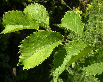 Feuilles de l'orme Lut�ce