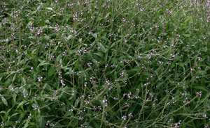 Common Vervain - Verbena officinalis