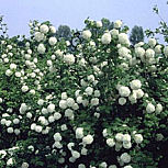 Viorne Boule de neige ou rose de Gueldre - Viburnum opulus 'Roseum'