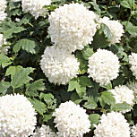 Viorne Boule de neige ou rose de Gueldre - Viburnum opulus 'Roseum'
