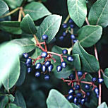 Durillo o laurentina o laurel salvaje - Viburnum tinus