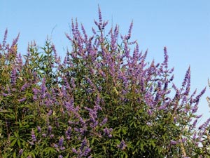 Agnocasto ou Pimenteiro-bravo - Vitex agnus-castus