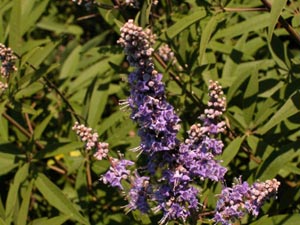 Agnocasto ou Pimenteiro-bravo - Vitex agnus-castus