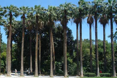 Washingtonia robusta - plante d'int�rieur