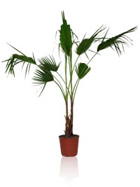 Washingtonia robusta - plante d'int�rieur