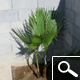 Washingtonia robusta