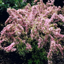 Weigelia florida 'Variegata' - Weigelia florida 'Variegata'