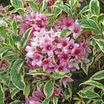 Weigelia florida 'Variegata' - Weigelia florida 'Variegata'