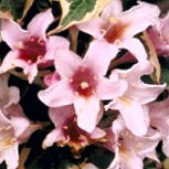 Weigelia florida 'Variegata' - Weigelia florida 'Variegata'