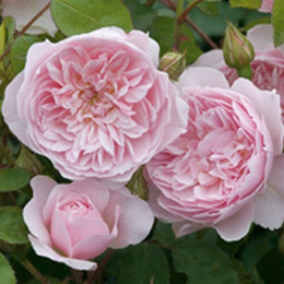 Rosier Wisley 2008 (Ausbreeze)